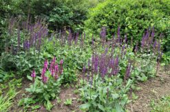 How to grow and care for Salvia nemorosa