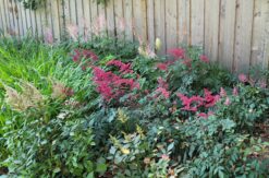 Different types of astilbes