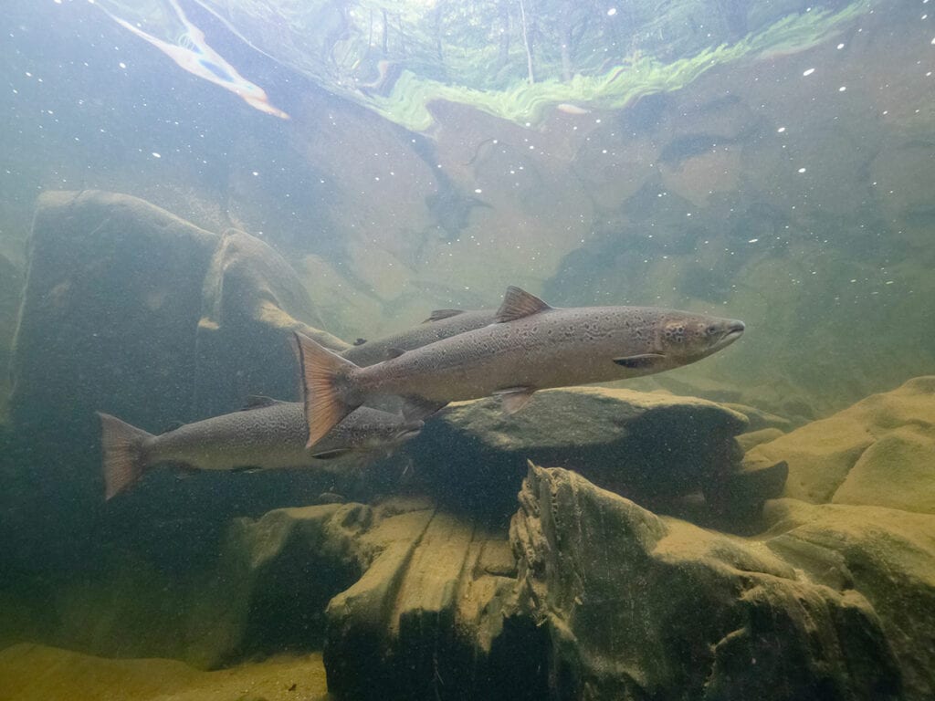 Atlantic salmon