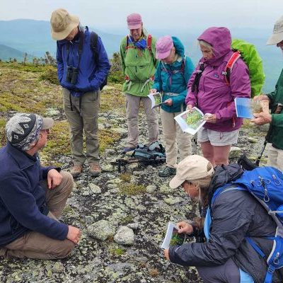 people looking at flowers on top of mountain