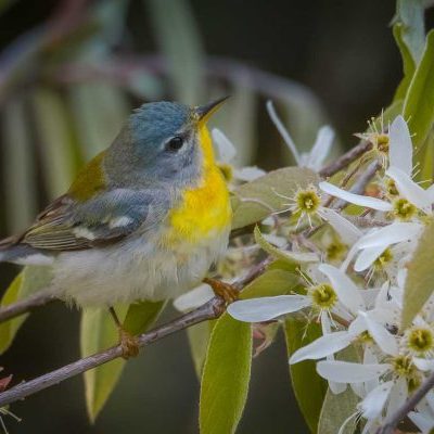 bird with bright yellow chest sitting on flowering tree branch