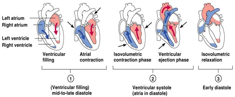 Contraction and Relaxation of Cardiac Fibre