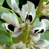 White flower with black center and green background