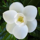 A pale white flower with a yellow center, photographed from above