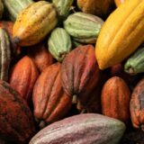 bright colorful cacao plant pod background