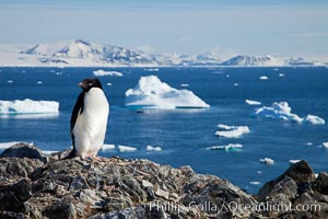 Adelie penguin, Pygoscelis adeliae, Devil Island