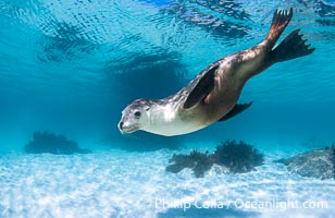 Australian Sea Lion Underwater, Grindal Island. Australian sea lions are the only endemic pinniped in Australia, and are found along the coastlines and islands of south and west Australia, Neophoca cinearea