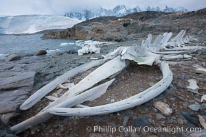 Blue whale skeleton in Antarctica, on the shore at Port Lockroy, Antarctica.  This skeleton is composed primarily of blue whale bones, but there are believed to be bones of other baleen whales included in the skeleton as well, Balaenoptera musculus