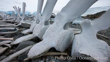 Blue whale skeleton in Antarctica, on the shore at Port Lockroy, Antarctica.  This skeleton is composed primarily of blue whale bones, but there are believed to be bones of other baleen whales included in the skeleton as well, Balaenoptera musculus