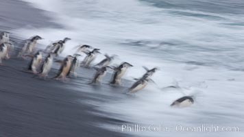 Chinstrap penguins at Bailey Head, Deception Island.  Chinstrap penguins enter and exit the surf on the black sand beach at Bailey Head on Deception Island.  Bailey Head is home to one of the largest colonies of chinstrap penguins in the world, Pygoscelis antarcticus