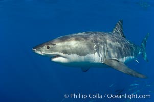 A great white shark swims through the clear waters of Isla Guadalupe, far offshore of the Pacific Coast of Baja California.  Guadalupe Island is host to a concentration of large great white sharks, which visit the island to feed on pinnipeds and tuna, Carcharodon carcharias, Guadalupe Island (Isla Guadalupe)