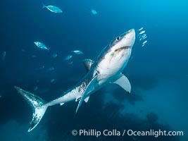 Great White Shark, South Neptune Islands, South Australia, Carcharodon carcharias