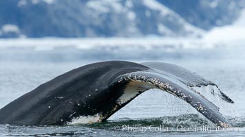 Humpback whale in Antarctica.  A humpback whale swims through the beautiful ice-filled waters of Neko Harbor, Antarctic Peninsula, Antarctica, Megaptera novaeangliae