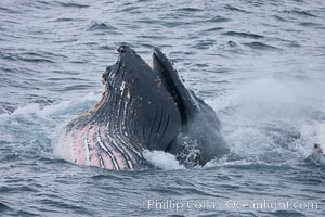 Humpback whale lunge feeding on Antarctic krill, with mouth open and baleen visible.  The humbpack's pink throat grooves are seen as its pleated throat becomes fully distended as the whale fills its mouth with krill and water.  The water will be pushed out, while the baleen strains and retains the small krill, Megaptera novaeangliae, Gerlache Strait