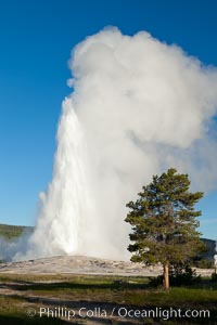 Old Faithful geyser, sunrise.  Reaching up to 185' in height and lasting up to 5 minutes, Old Faithful geyser is the most famous geyser in the world and the first geyser in Yellowstone to be named, Upper Geyser Basin, Yellowstone National Park, Wyoming