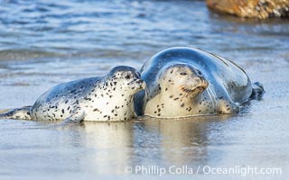 Pacific Harbor Seal Mother and Pup Emerge from the Ocean, they will remain close for four to six weeks until the pup is weaned from its mother's milk, Phoca vitulina richardsi, La Jolla, California