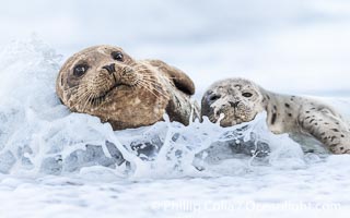 Pacific Harbor Seal Mother and Pup Emerge from the Ocean, they will remain close for four to six weeks until the pup is weaned from its mother's milk, Phoca vitulina richardsi, La Jolla, California