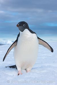 A curious Adelie penguin, standing at the edge of an iceberg, looks over the photographer, Pygoscelis adeliae, Paulet Island