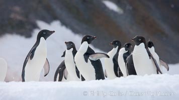 A group of Adelie penguins, on packed snow, Pygoscelis adeliae, Paulet Island