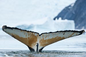 Southern humpback whale in Antarctica, with significant diatomaceous growth (brown) on the underside of its fluke, lifting its fluke before diving in Neko Harbor, Antarctica, Megaptera novaeangliae