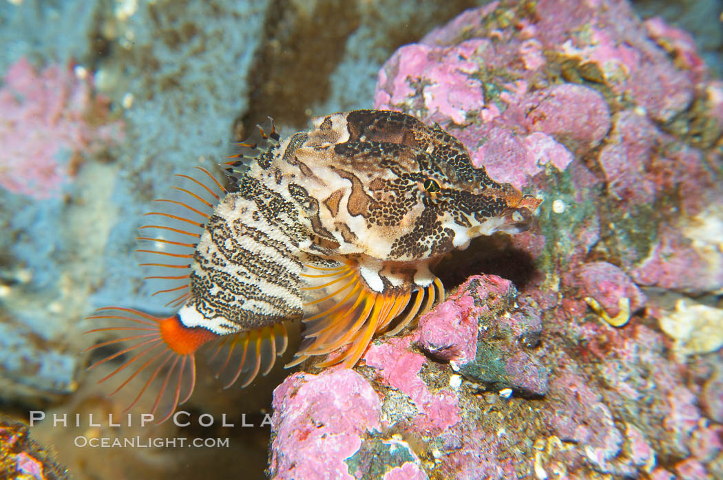 Grunt sculpin.  Grunt sculpin have evolved into its strange shape to fit within a giant barnacle shell perfectly, using the shell to protect its eggs and itself., Rhamphocottus richardsoni, natural history stock photograph, photo id 13724