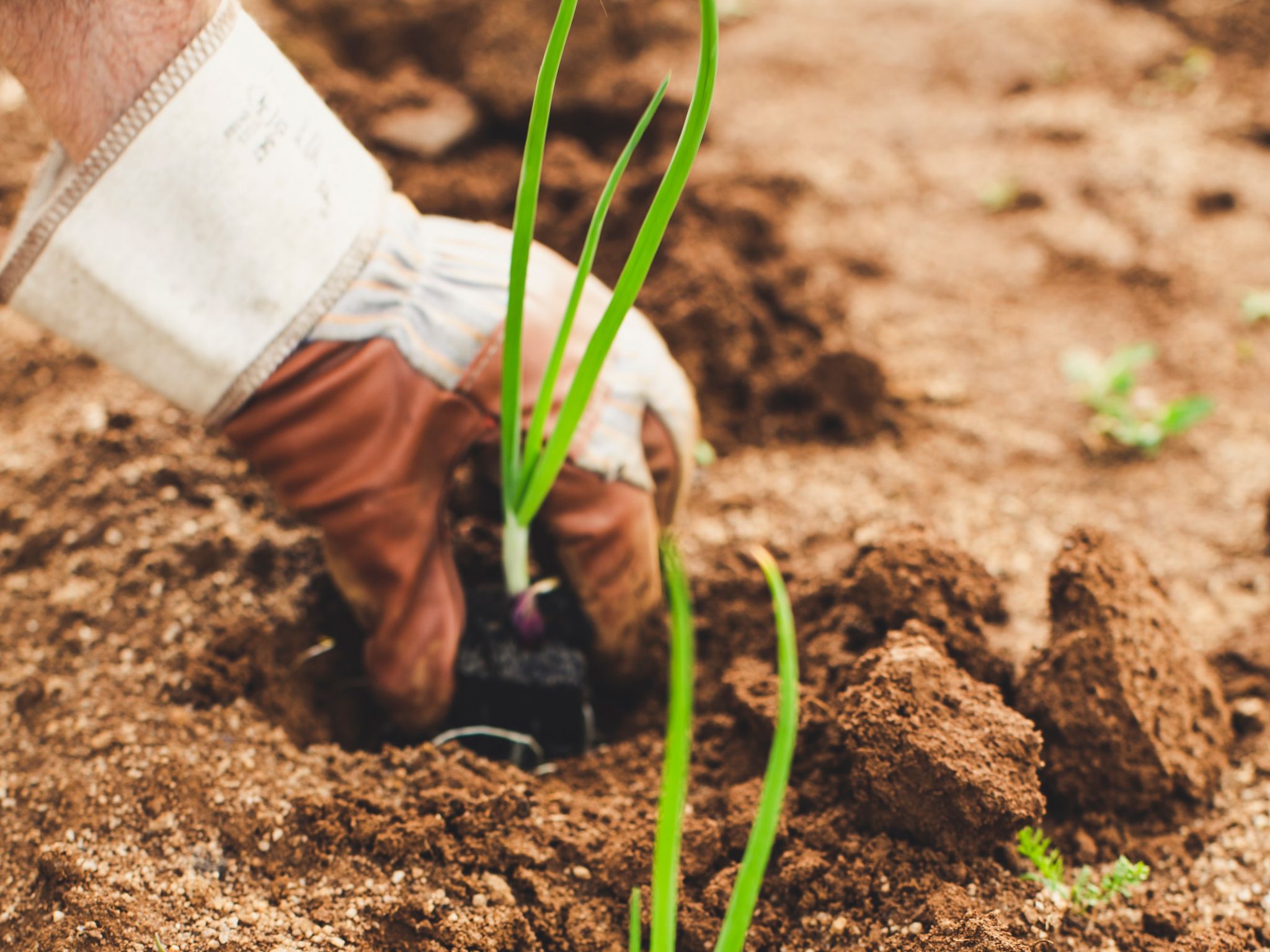 A hand wearing a gardening glove plants a bulb into soil