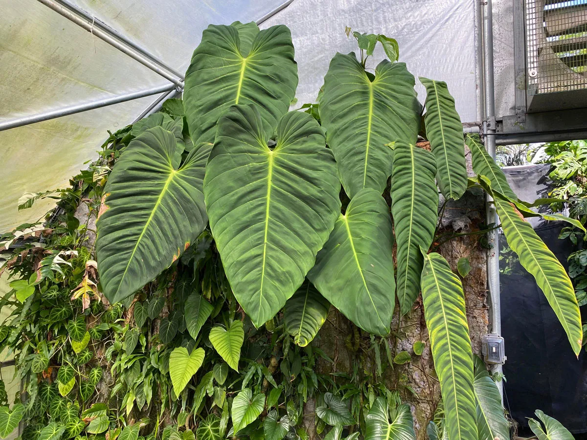 philodendron-esmeraldense-patriciae