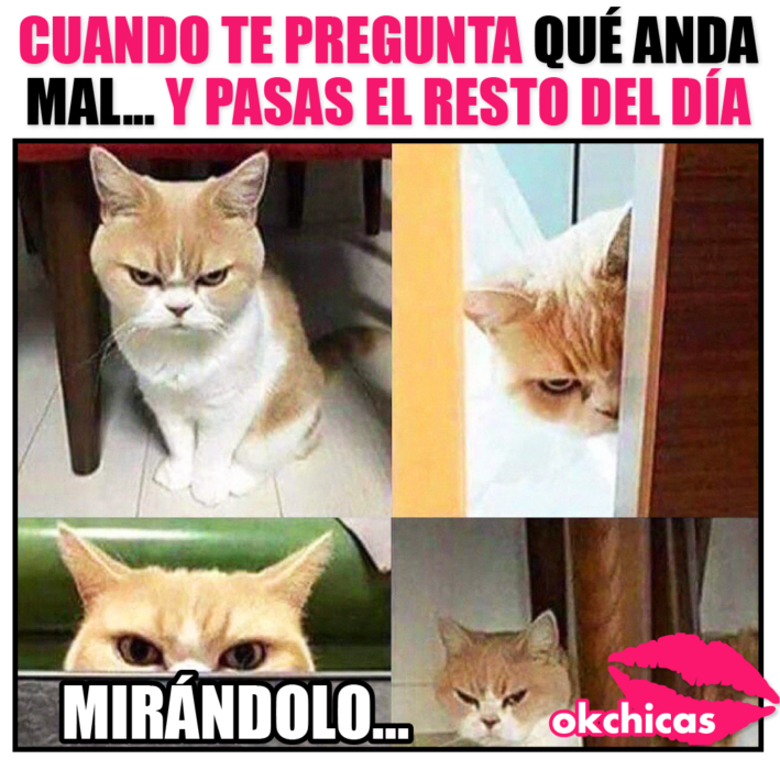 meme gatito 