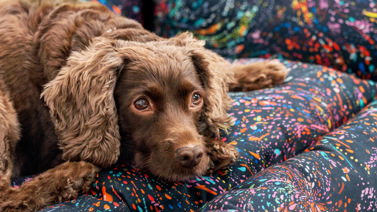 designer patterned nest dog beds by omlet