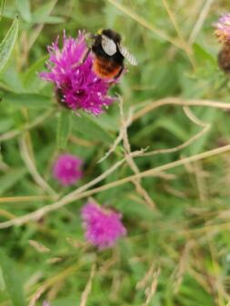 A bee on a flower.