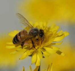 a small bee on a flower