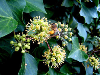 A bee on ivy collecting pollen.