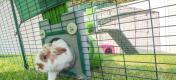 Rabbit entering an outdoor rabbit run from the Zippi rabbit tunnel