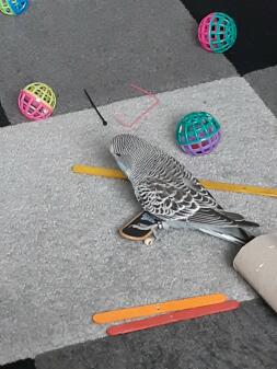 Buddy on his skateboard. 