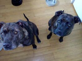 My two gorgeous Staffies