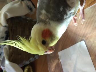 My bird:)