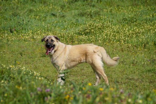 Turkish-kangal-field