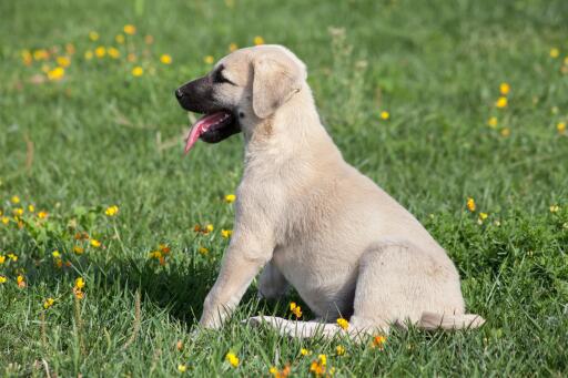 Turkish-kangal-puppy