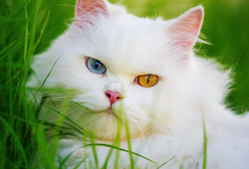 Odd-eyed persian cat close up in the grass