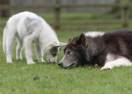 A canadian eskimo dog playfully interacting with its puppy