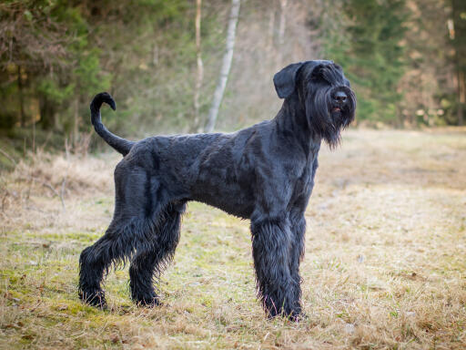 Giant-schnauzer-outside