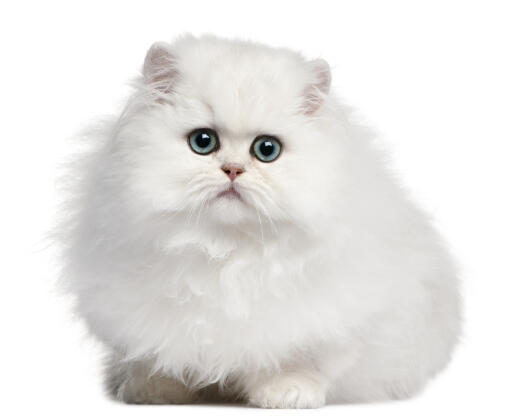 Blue eyed persian kitten against a white background