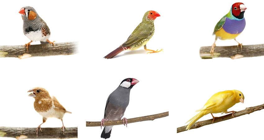 Different finch species