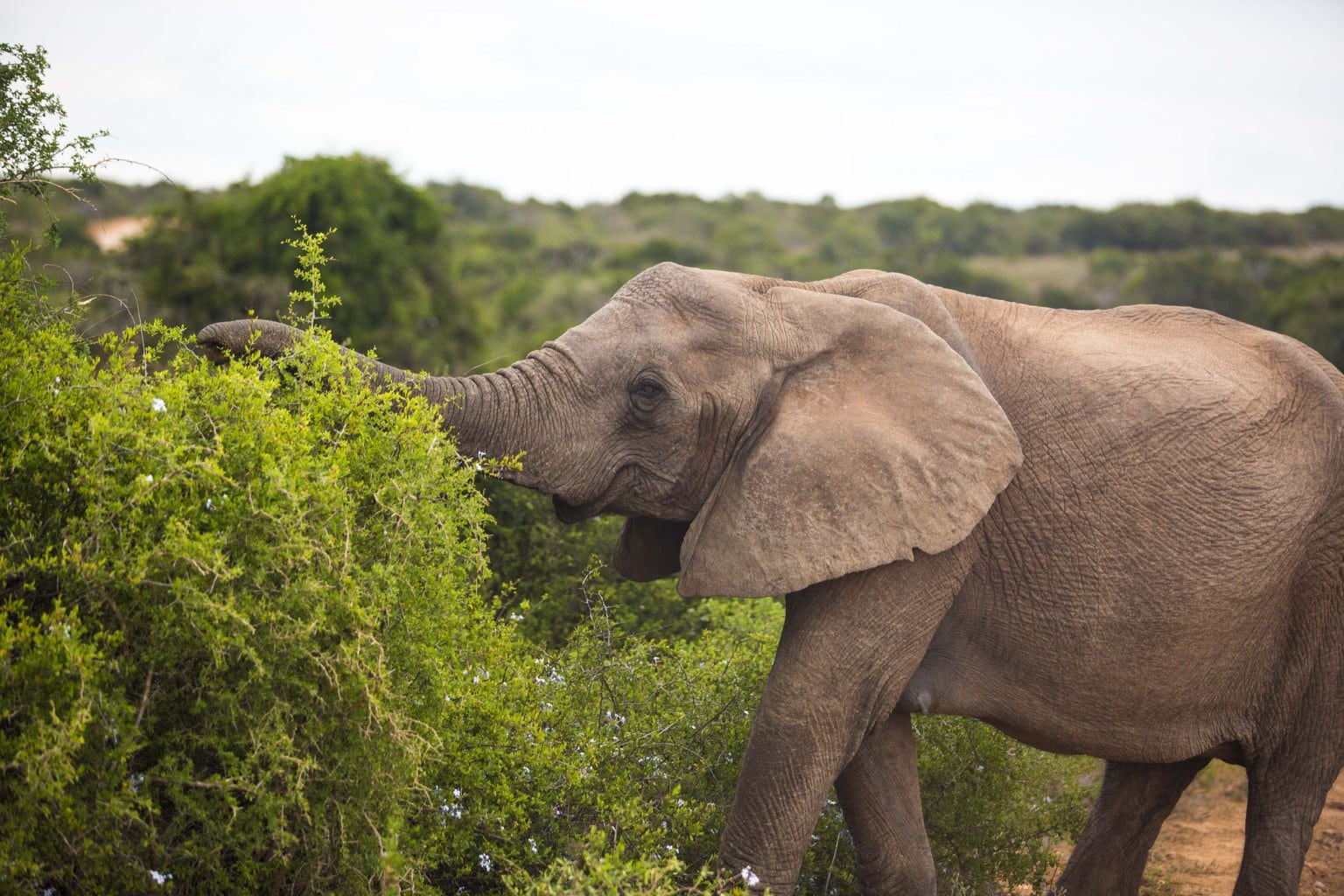 Definitive Guide to the Garden Route, South Africa (maps included!) image.