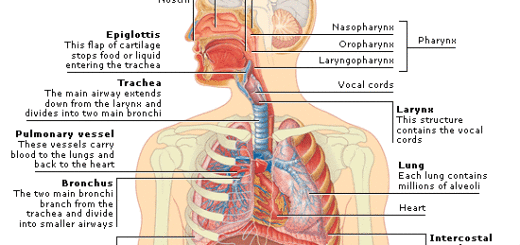 Respiratory system