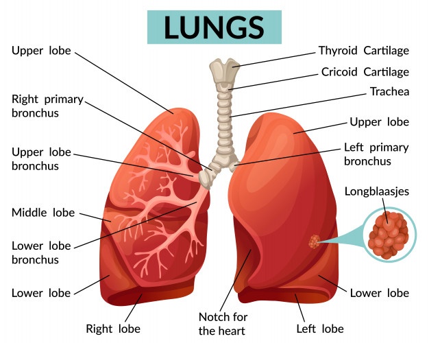 Lung structure, borders, Lobes, Fissures and Broncho-pulmonary segments ...