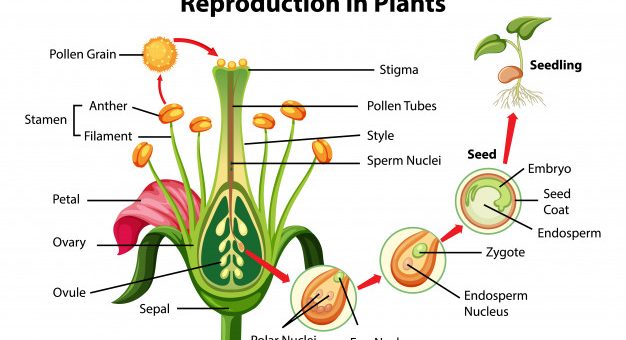 Steps of sexual reproduction in plants