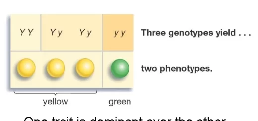 Mendel's laws of heredity