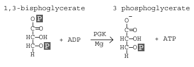 Glycolysis: steps, diagram and enzymes involved - Online Biology Notes