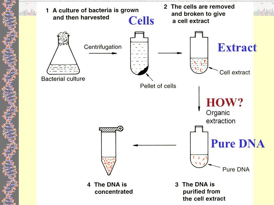 Bacteria Dna Isolation